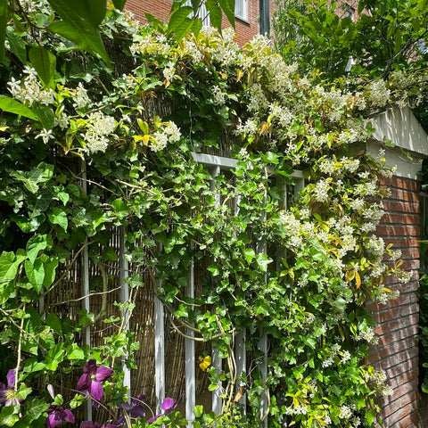 Hoe maak je een groene gevel? Tips voor klimmers!