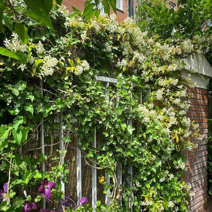Hoe maak je een groene gevel? Tips voor klimmers!