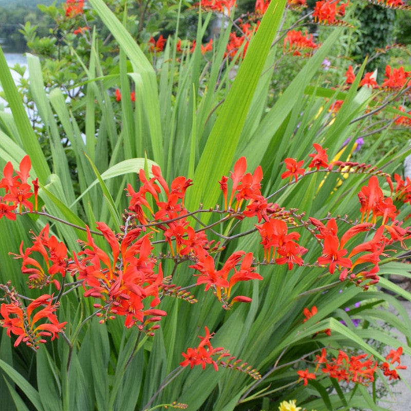 Verzorging Crocosmia
