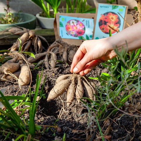 Hoe plant je een dahliaknol?