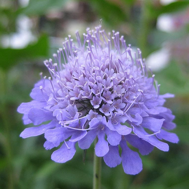 Verzorging Duifkruid