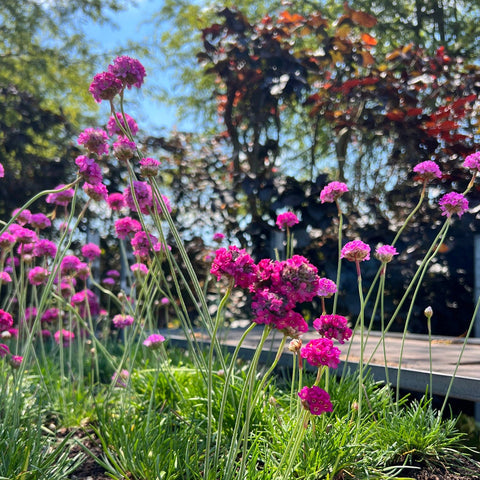 Verzorging Engels gras