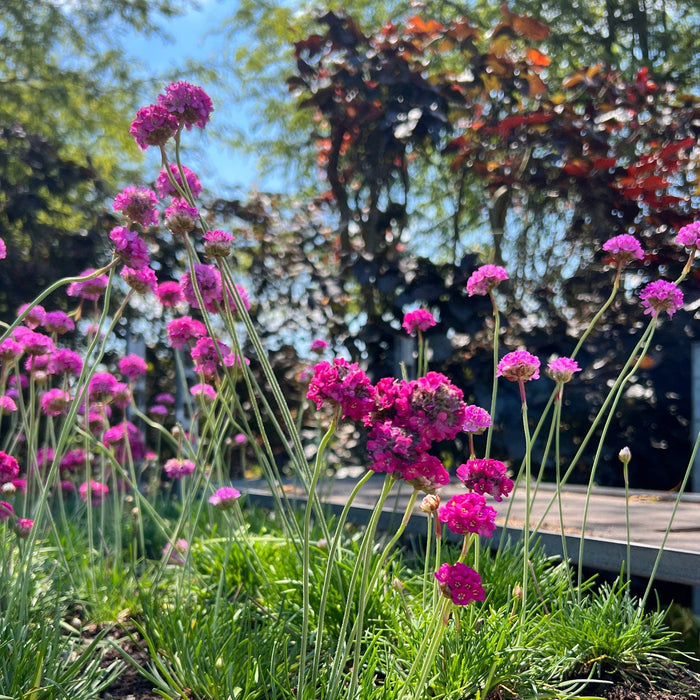 Verzorging Engels gras