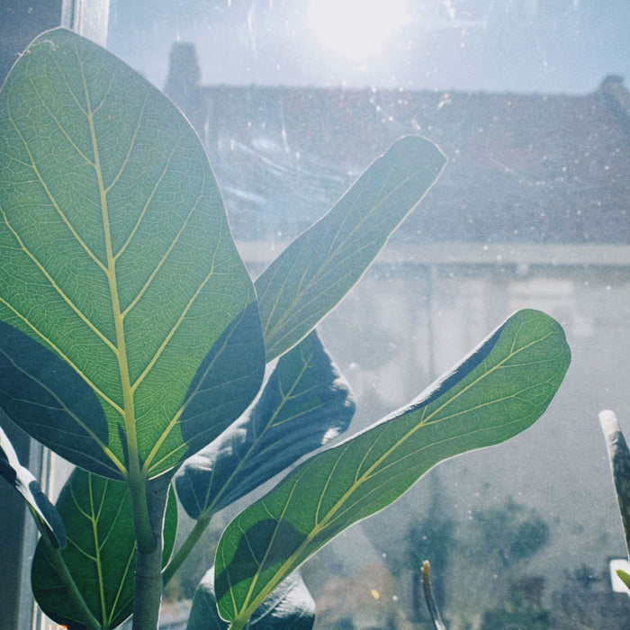 Vijf snelgroeiende kamerplanten voor je thuisjungle