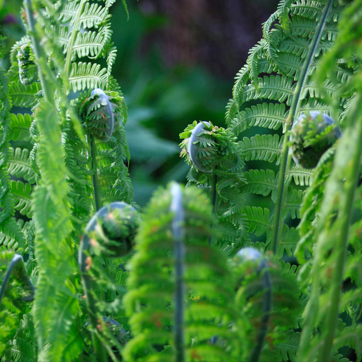 Plantenvoeding: we helpen je kiezen