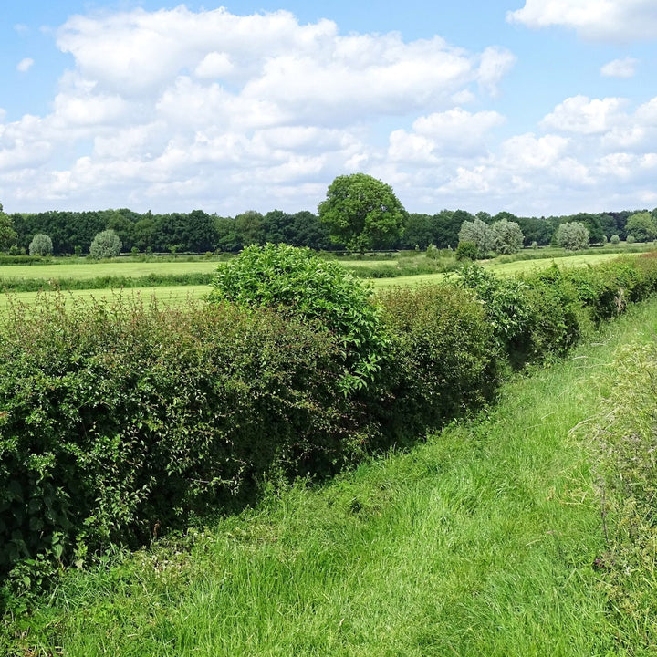 Nederland plant de hagen terug, doe je mee?
