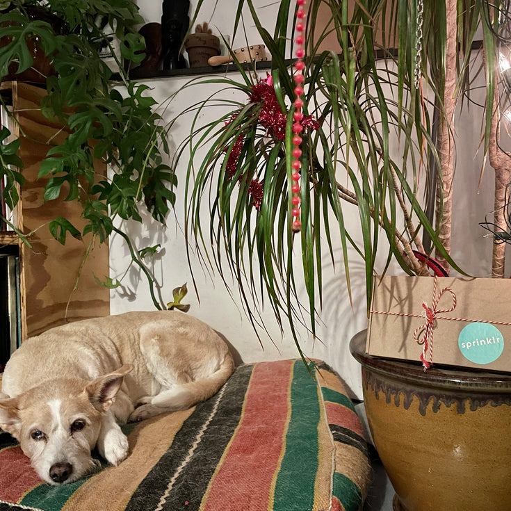 Winnaar Sprinklr's kerstplantwedstrijd 2021