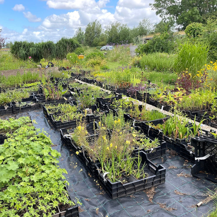 Samen met Alies houden we bio-kweek in Amsterdam