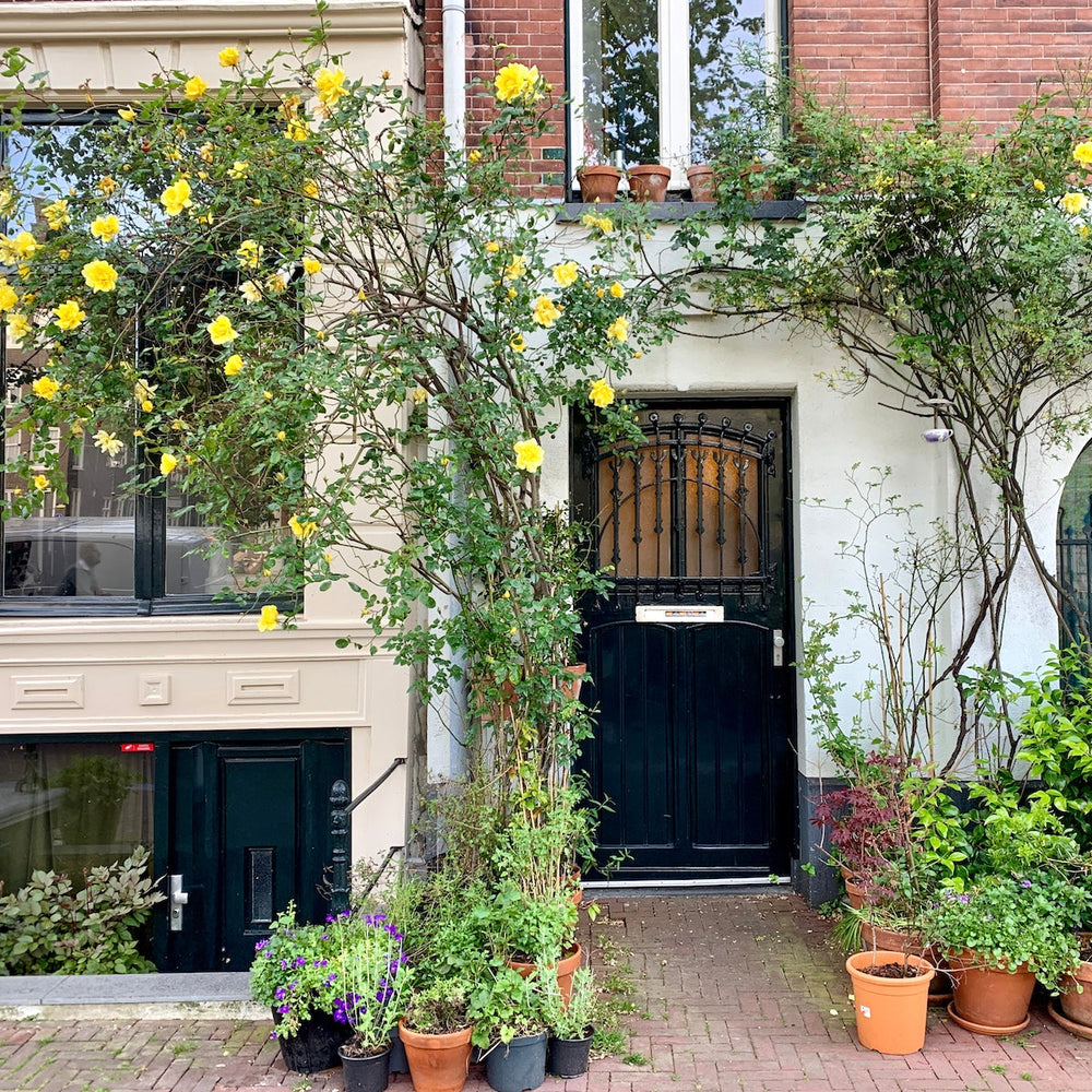 Rozen: tips voor planten en verzorgen