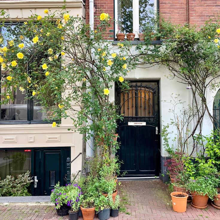 Rozen: tips voor planten en verzorgen