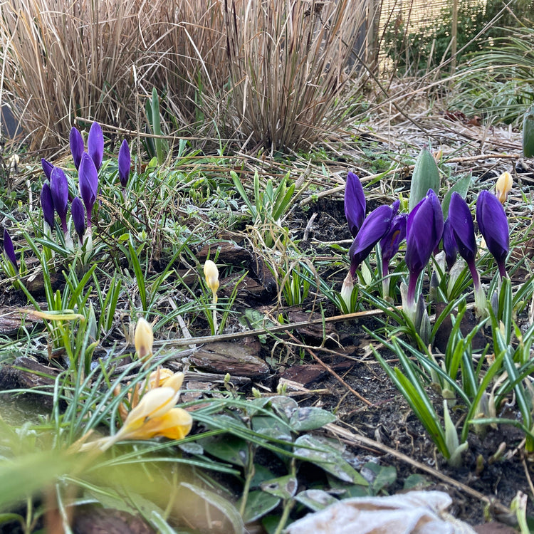 Tuintips voor februari