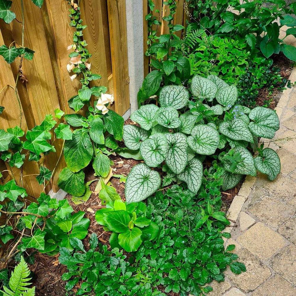 Tuin met schaduw? Met deze tips maak je er iets moois van