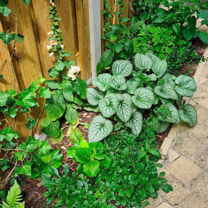 Tuin met schaduw? Met deze tips maak je er iets moois van