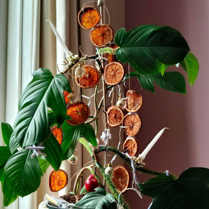 De mooiste kerstplanten van 2025... en de winnaar!