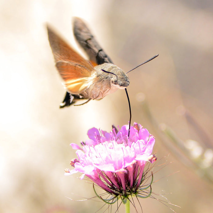 Wie maakte de mooiste foto van Insect op Bloem?