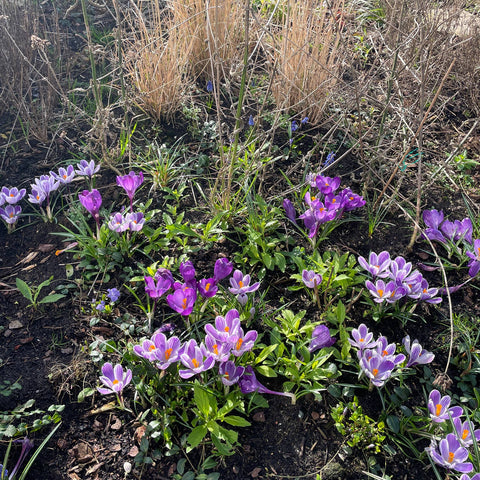 Vijf redenen om bloembollen te planten