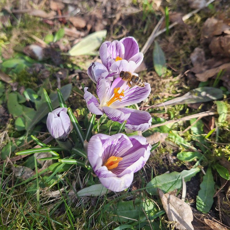 Bollentest 2025: weer meer pesticiden op gangbare bloembollen