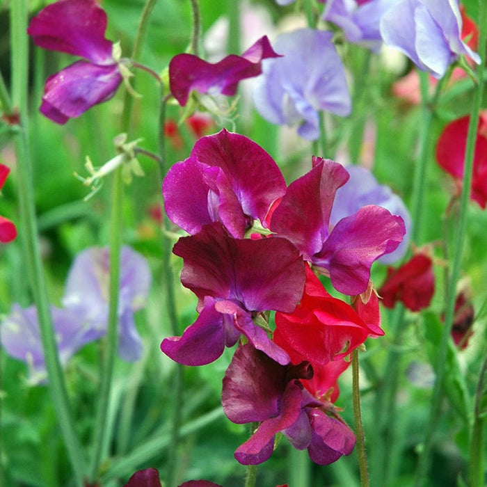 Verzorging Lathyrus