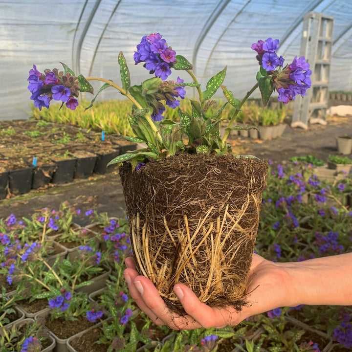 longkruid met kluit in hand