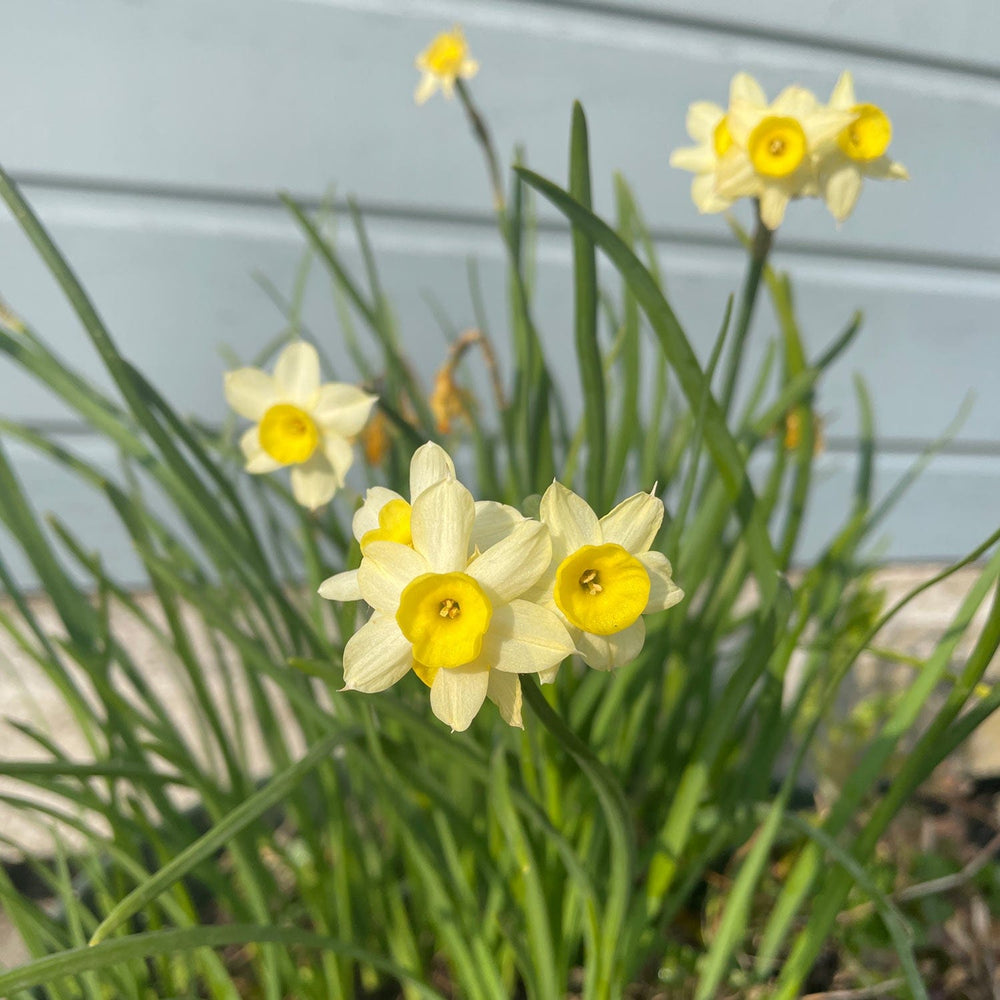 Verzorging Narcis