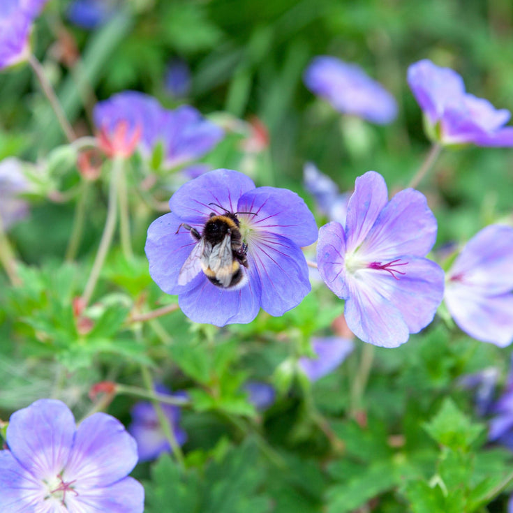 Ook in 2026 weer meerdere pesticiden op gangbare tuinplanten in het tuincentrum