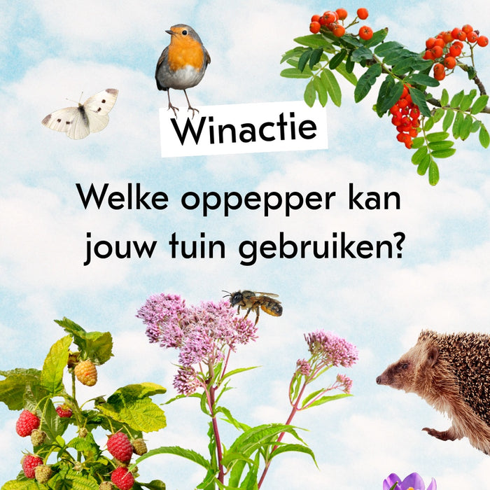 De leukste oppeppers voor je tuin, en de winnaar!