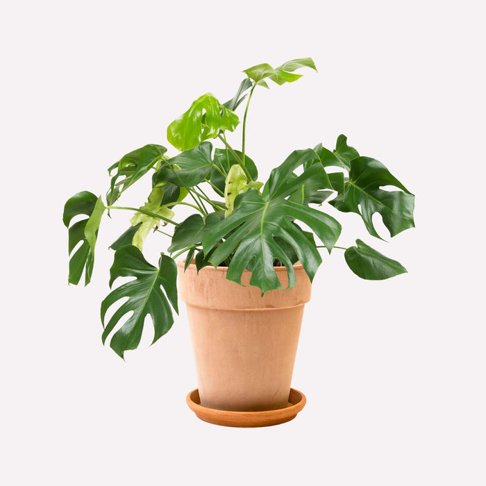Verzorging Monstera