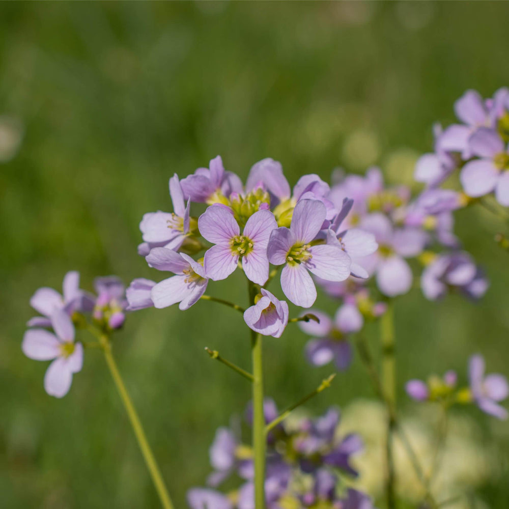 Verzorging Pinksterbloem