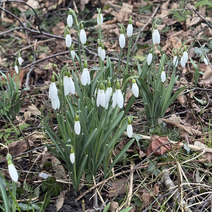 Verzorging Sneeuwklokje