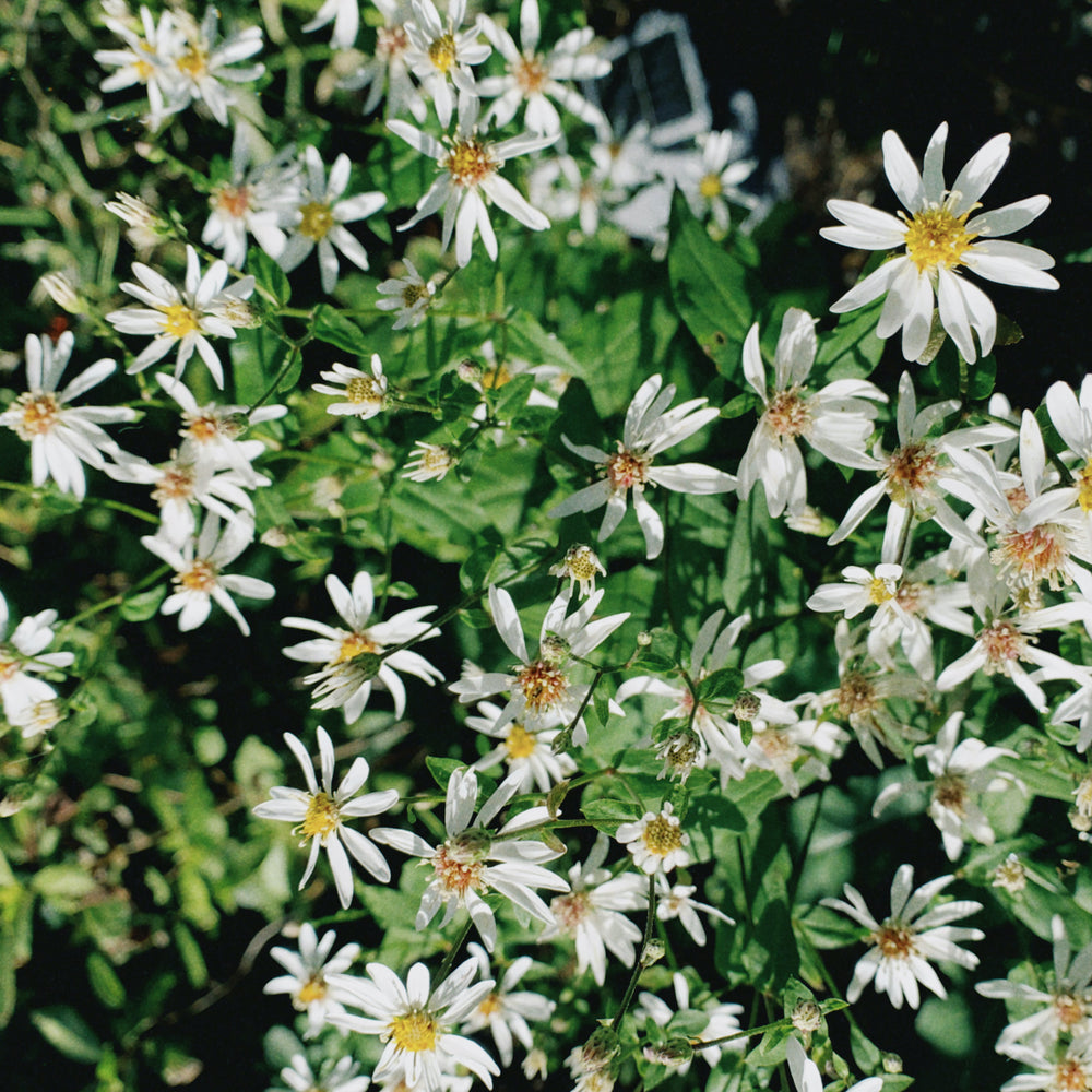 Verzorging Sneeuwsteraster