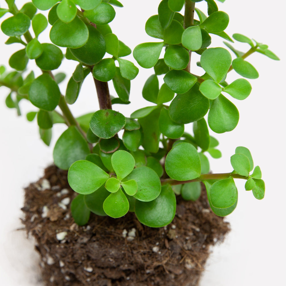 Verzorging Spekboom/ Olifantenplant