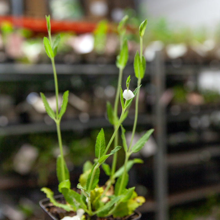 Het Spuugbeestje: wat is het, en kan 'ie kwaad?