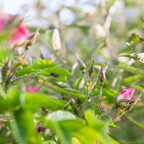 Bladluizen bestrijden in de tuin. Dit zijn onze tips!