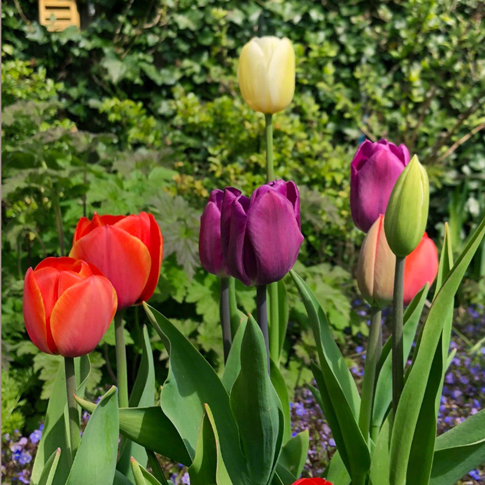 Verzorging Tulp