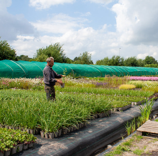 Biologische tuinplanten? Zo worden ze gekweekt!