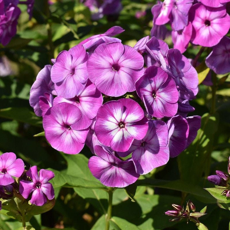 Verzorging Vlambloem