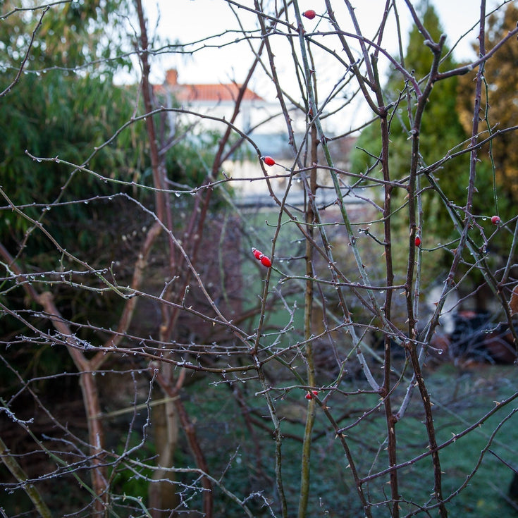 Tuintips voor december