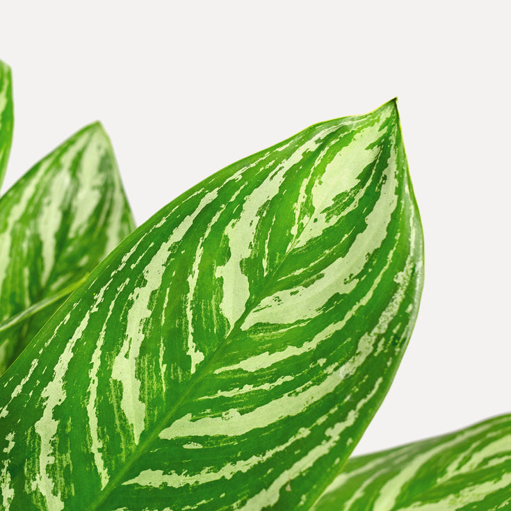 Verzorging Aglaonema