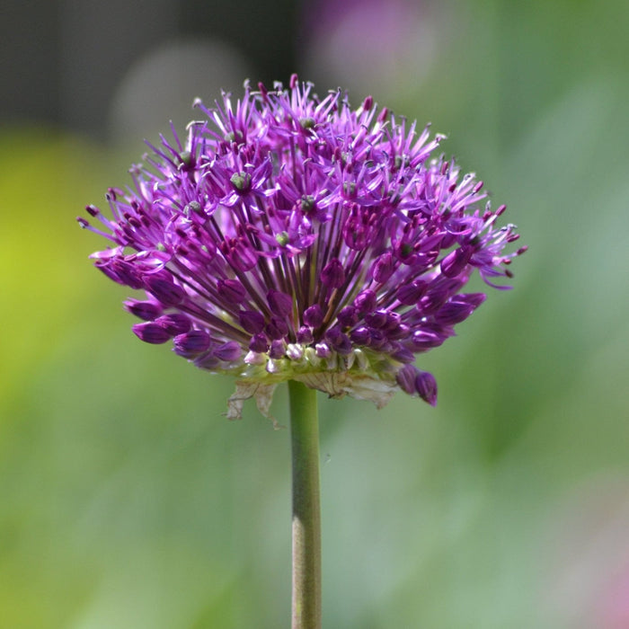 Verzorging Allium