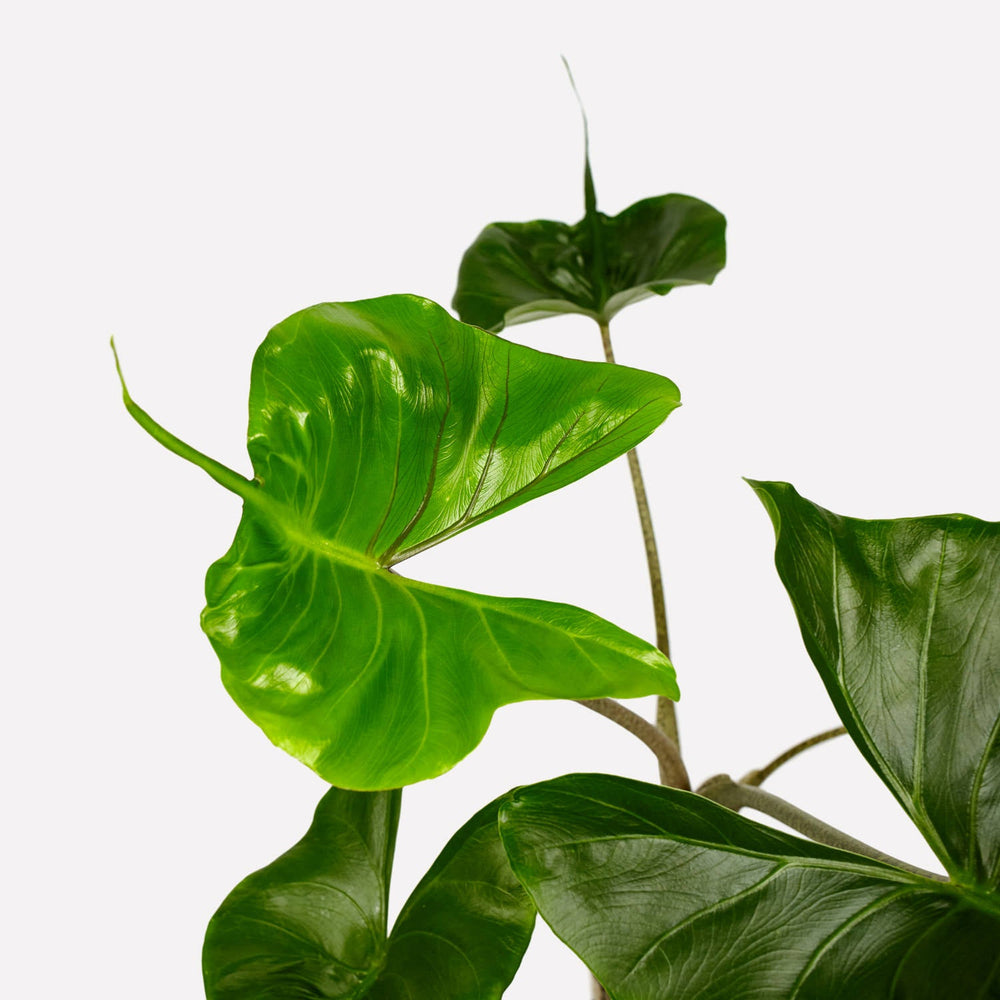 Verzorging Alocasia