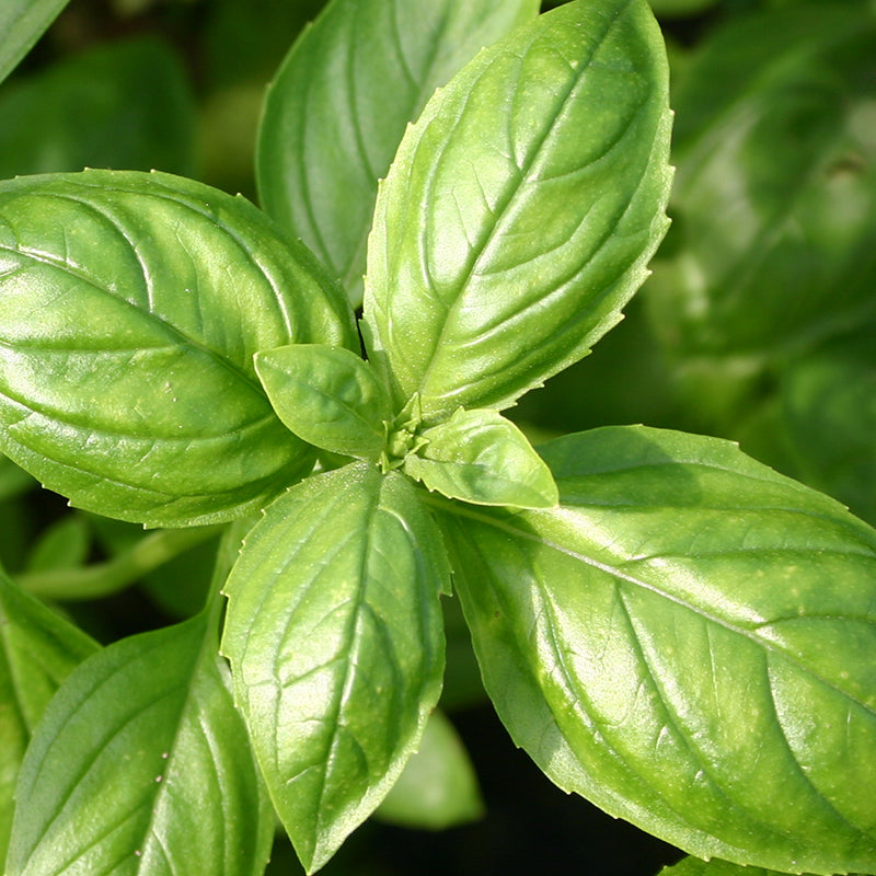 Verzorging Basilicum