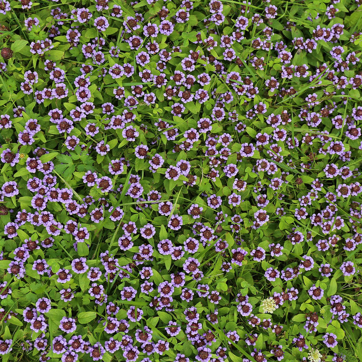 Verzorging Bijenkorfje