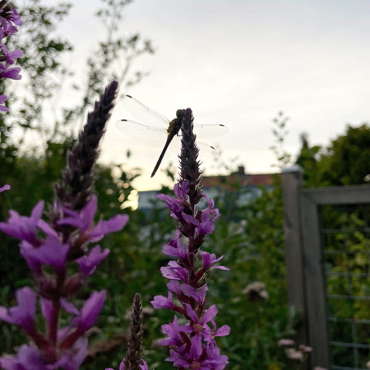 Bio bulletin april: giftige nieuwtjes en natuurzaken