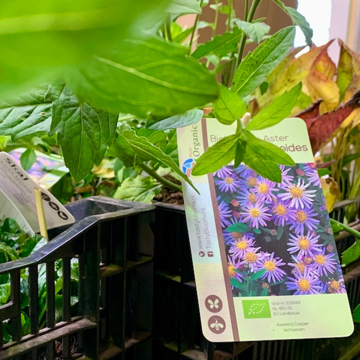 Wat zijn biologische planten eigenlijk? We geven alle antwoorden!