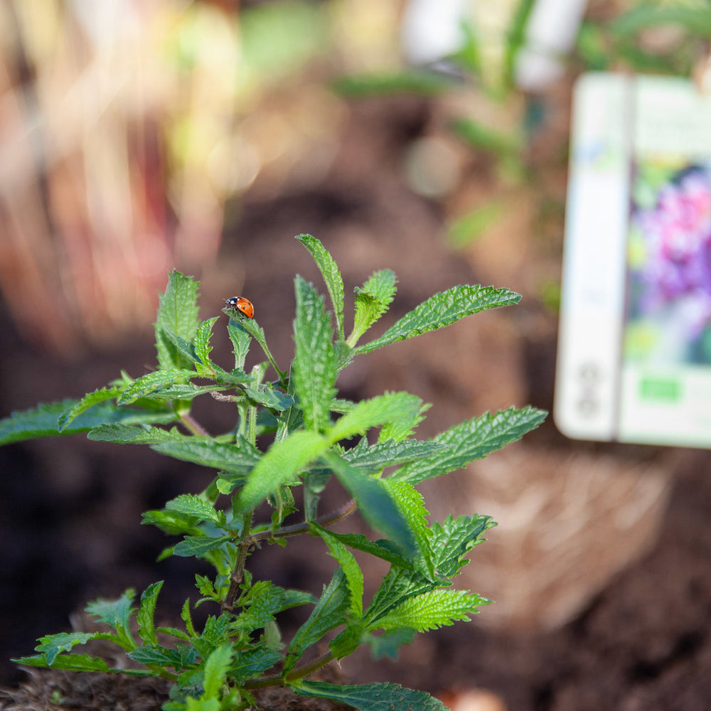 Waarom zijn biologische planten zo belangrijk?