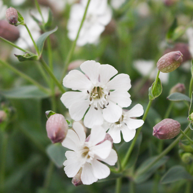 Verzorging Blaassilene