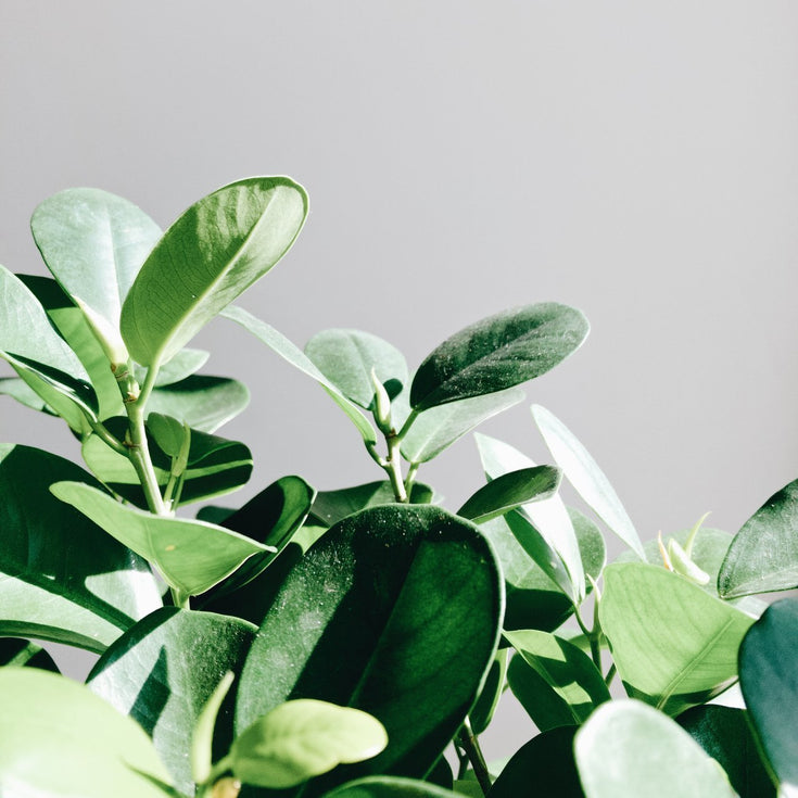 Hoe weet je plant dat het lente wordt?