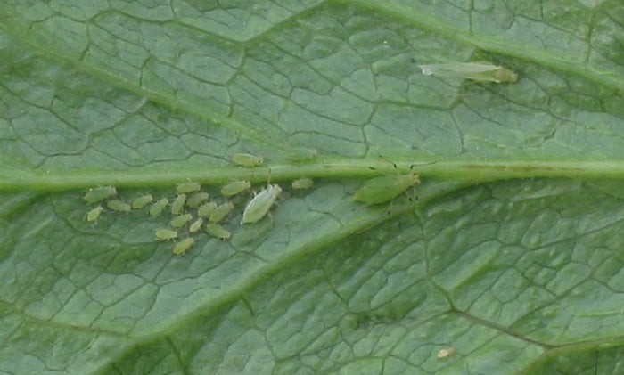 Bladluizen in je kamerplant! Hoe krijg je ze weg?