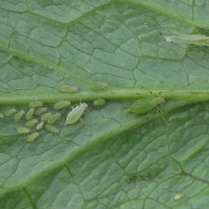 Bladluizen in je kamerplant! Hoe krijg je ze weg?