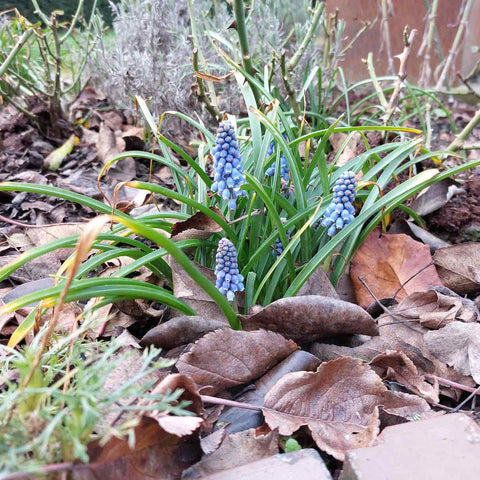 Verzorging Blauwe Druifjes